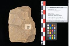 Foto (Objekt + Etikett) von Pinus palaeostrobus Ettingshausen (NHMW-GEO-2024-0188-0213)